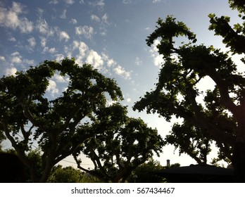 tree silhouette sunset