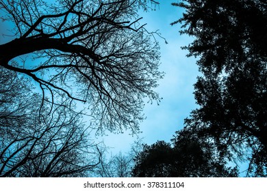 Tree silhouette.Abstract tree background. - Shutterstock ID 378311104