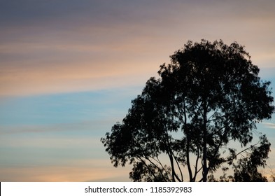 Tree Silhouetted Against A Pastel Sunset In The Snowy Mountains Australia