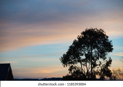 Tree Silhouetted Against A Pastel Sunset In The Snowy Mountains Australia