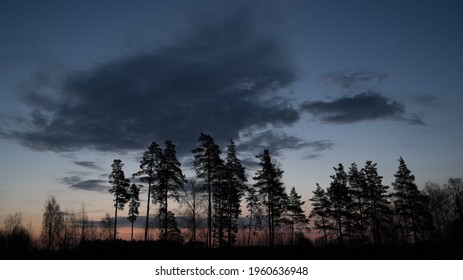 Tree Silhouettes Against A Pre Dawn Sky And A Dark Cloud