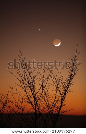 Tree silhouettes, stars and Moon on a vivid sky.