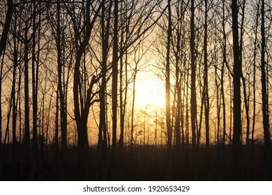 Tree Silhoutte On Sunset