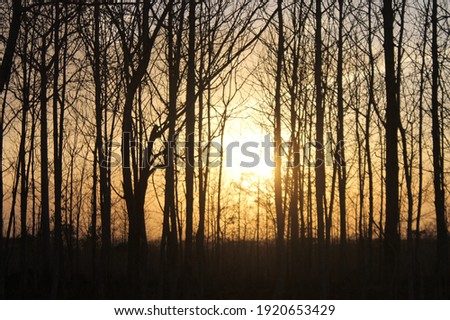 Tree Silhoutte on sunset