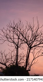 Tree Silhoutte, In Pink Dusk