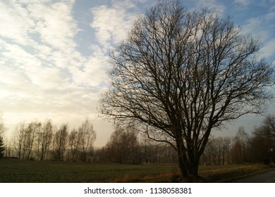 Tree Sillhouette In The Afternoon