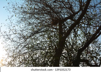 Tree Sillhouette In A Forest Near Megamalai, India