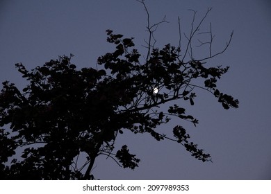 Tree Silouette And The Moon