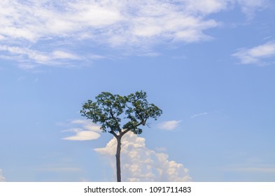Tree in the sky