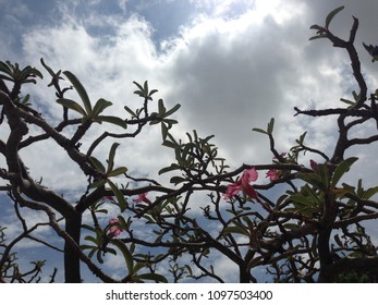 Tree and sky