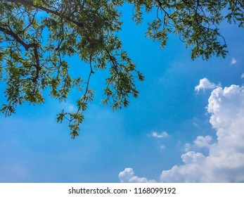 tree and sky