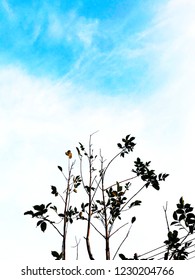 Tree in the sky
