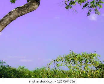 Tree and sky