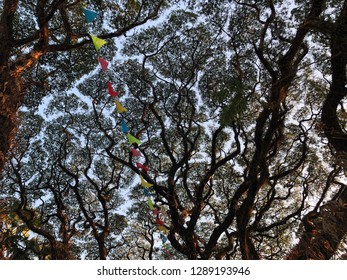 The tree in the sky