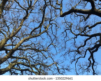 tree and sky - Shutterstock ID 1350229661