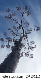 tree in the sky