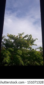 it is a tree and sky