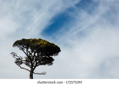tree in the sky