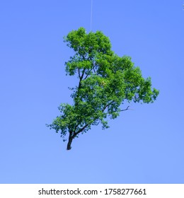 the tree in the sky
