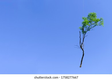 the tree in the sky