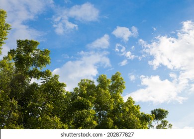 Tree And Sky