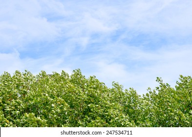 Tree And Sky