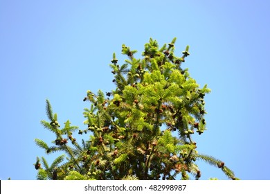 a tree in the sky