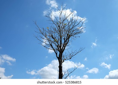 tree in the sky