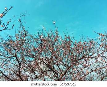 the tree and the sky