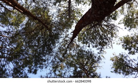 The tree with sky