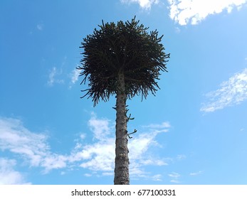 a tree in the sky 