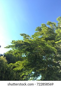 Tree in the sky