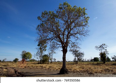 Tree with sky