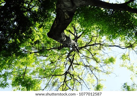 Similar – Image, Stock Photo cherry harvest Branch Tree