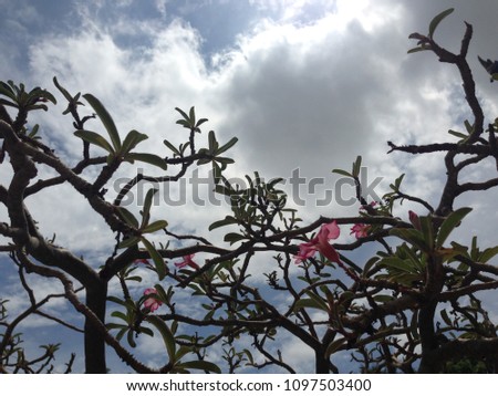 Tree and sky