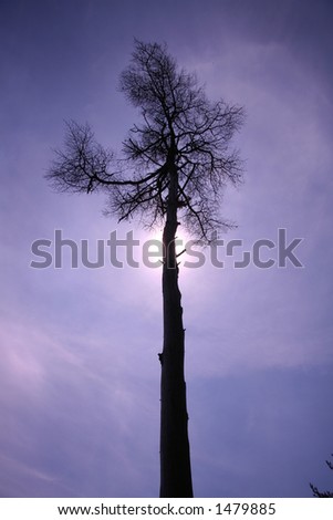 tree in the sky Stockfoto © 
