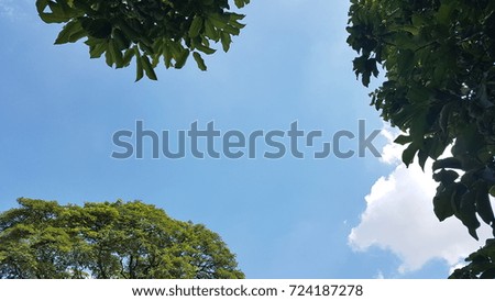 the tree and sky