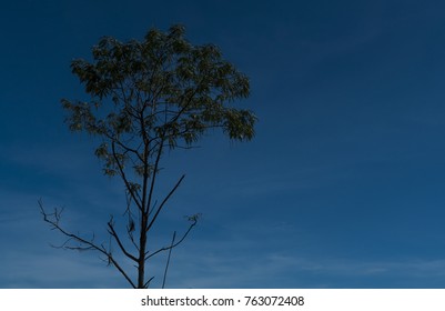 Tree and sky background./ Tree with sky.