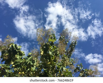 Tree and Sky Background