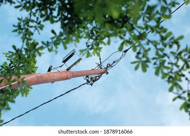 tree with sky and branches