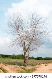 tree Sky and cloud of Forest drought
