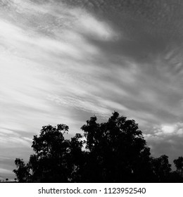 Tree ,sky and clouds