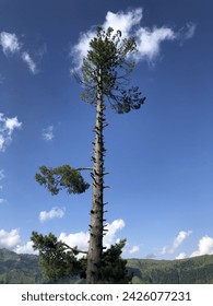 Tree with sky and clouds