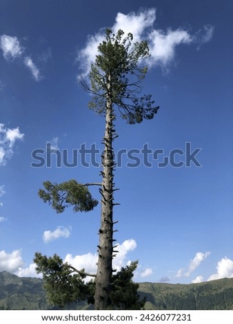 Tree with sky and clouds