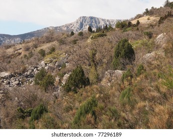 tree, sky and rock