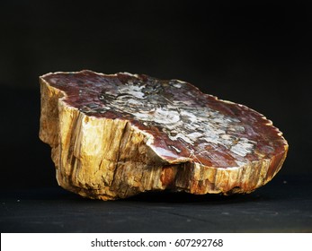A tree slice of petrified wood from Madagascar, shot on a black background.