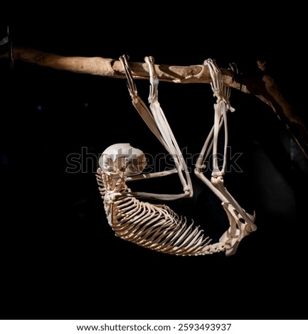 Tree sloth skeleton on a black background showing its unique physiological adaptations