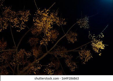 Tree with small golden fruits to the moonlight. Branches without leaves, black sky at night.