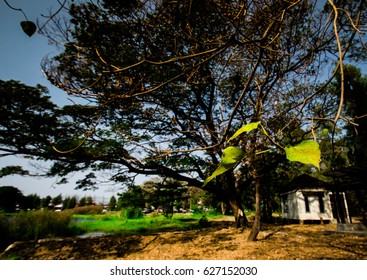 tree and a small house