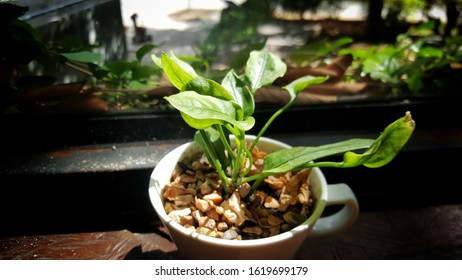Tree in a small pot for decorating a coffee shop